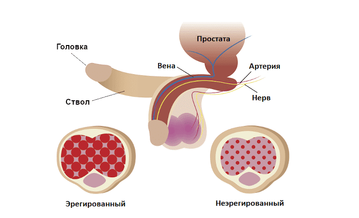 Анатомия лингама