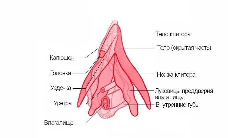 , Technique &#8220;Bridge&#8221; in sex will teach to experience a vaginal orgasm