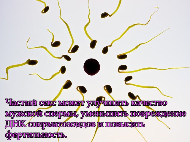 Частый секс может улучшить качество мужской спермы, уменьшить повреждение ДНК сперматозоидов и повысить фертильность.
