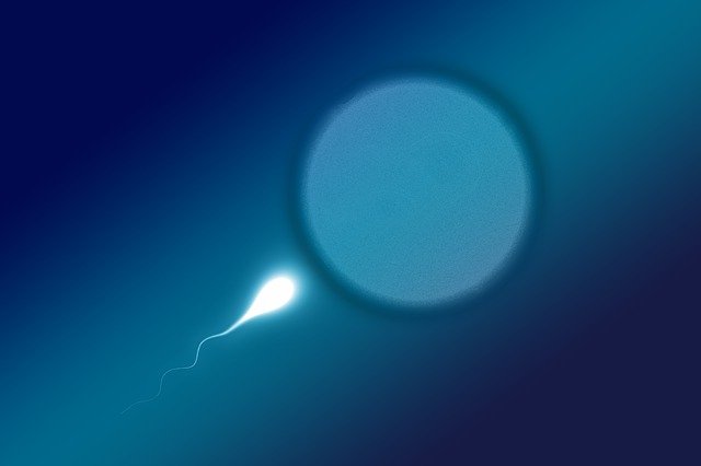 Как быстро сперматозоид добирается до яйцеклетки?