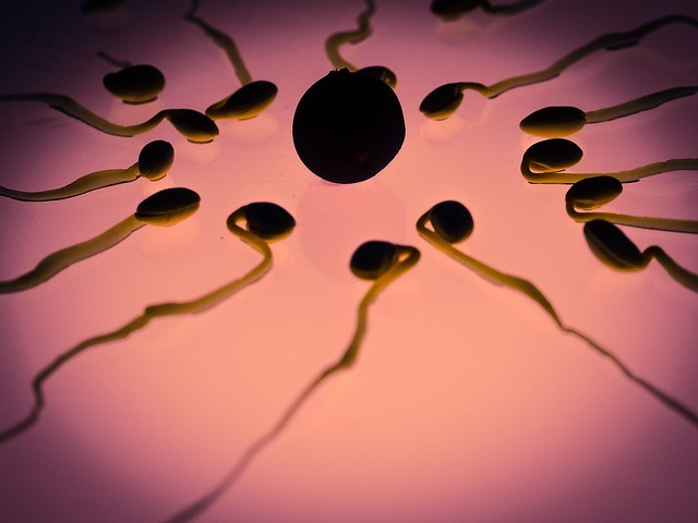 Что такое сперматозоиды и как они образуются